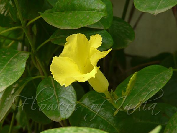 Wild Allamanda